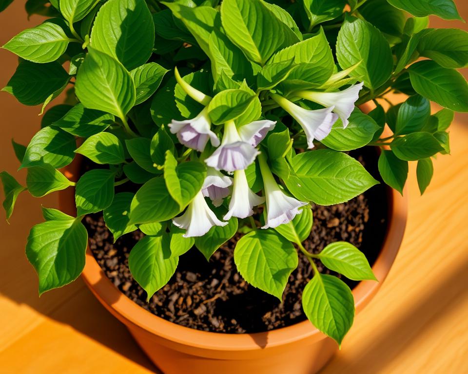 Trompetenbaum Pflege im Topf