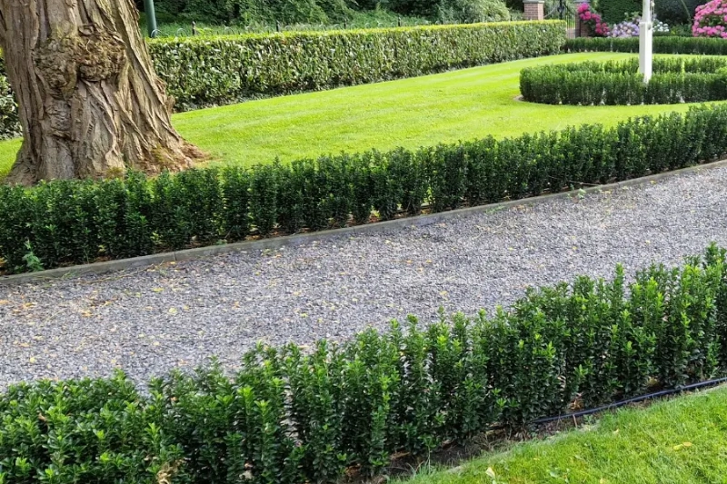japanischen Spindelstrauch als Hecke